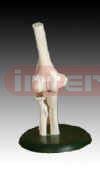 Life-sized Elbow Joint